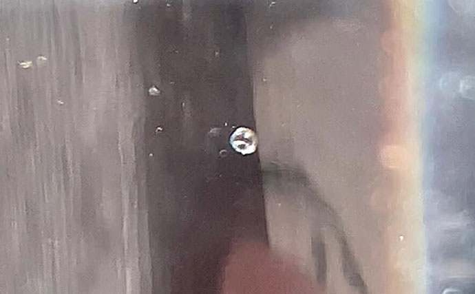 牡蠣は美味しいだけじゃない？　カキ殻に棲みつく様々な海の生き物たちを紹介