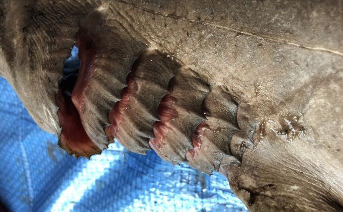 奇妙な見た目＆特異的な深海ザメ『ラブカ』の魅力　生体・標本が見られる場所とは？