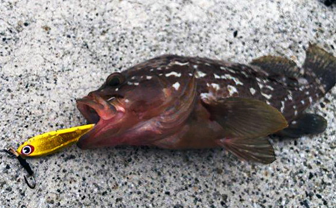 陸っぱりから秋のヒラメを追う！ クロダイ・マゴチ・キジハタと多彩ゲストと対面