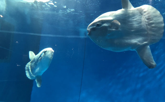のんびり海を漂うユニークな巨大魚＜マンボウ＞　実はとても美味しい魚だった？