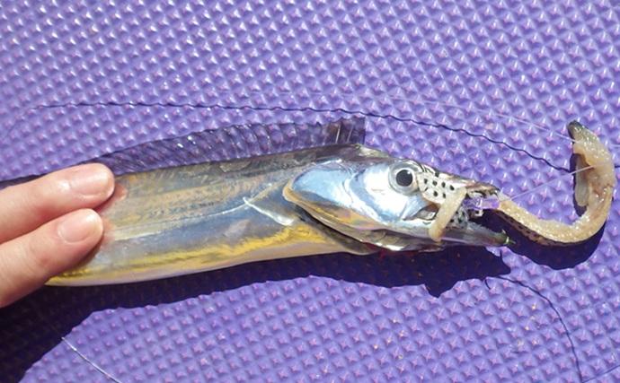 東京湾の天秤タチウオ釣りで16匹【川崎・つり幸】 細かなシャクリに好反応