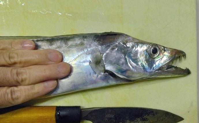 東京湾の天秤タチウオ釣りで16匹【川崎・つり幸】 細かなシャクリに好反応