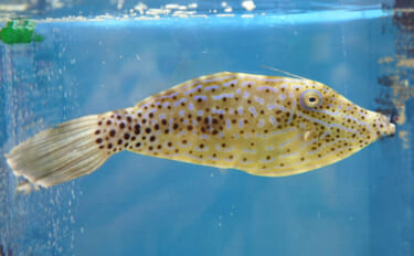 要注意！＜食べると危険なサカナたち＞　魚が持つ毒にはどんなものがある？