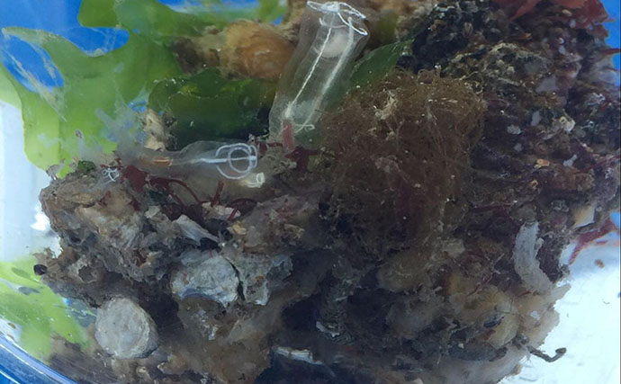 牡蠣は美味しいだけじゃない？　カキ殻に棲みつく様々な海の生き物たちを紹介