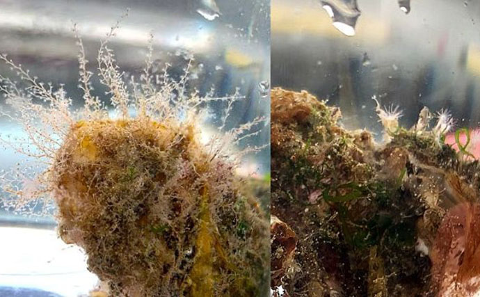 牡蠣は美味しいだけじゃない？　カキ殻に棲みつく様々な海の生き物たちを紹介