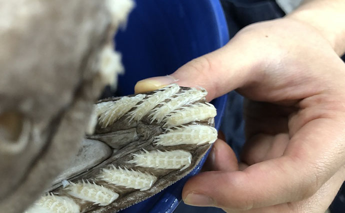 奇妙な見た目＆特異的な深海ザメ『ラブカ』の魅力　生体・標本が見られる場所とは？