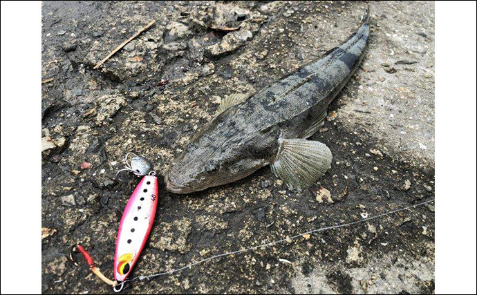 陸っぱりから秋のヒラメを追う！ クロダイ・マゴチ・キジハタと多彩ゲストと対面