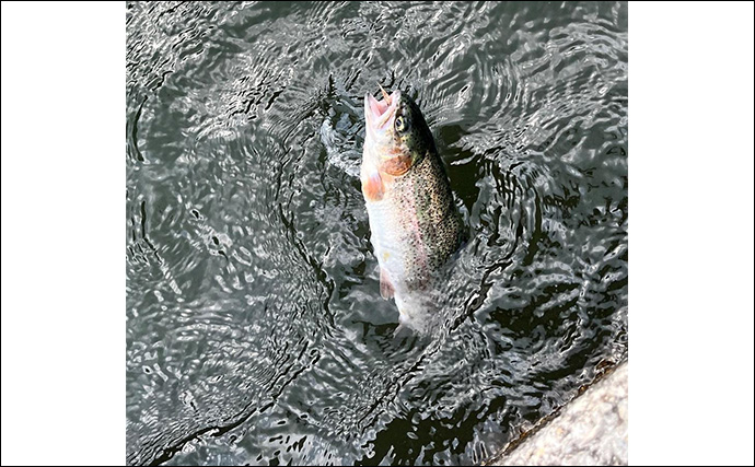 「自作毛鉤で挑む初テンカラ釣り！」千早川マス釣り場でニジマス5匹キャッチ【大阪】