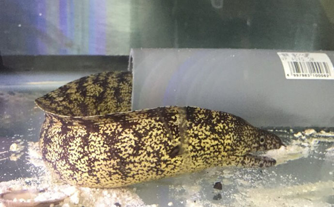 初めての【海水魚の自宅飼育】徹底解説　4つのステップとおすすめの魚とは？