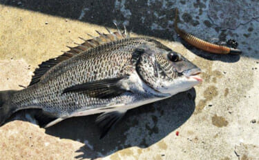 陸っぱりから秋のヒラメを追う！ クロダイ・マゴチ・キジハタと多彩ゲスト…