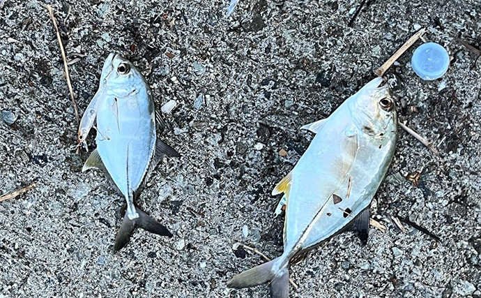 中紀エリアのライトゲームで良型メッキ連発！【和歌山】トップウォータープラグに好反応