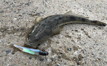 陸っぱりヒラメゲームで「60cmランカー級マゴチ」がヒット！ 本命不発…