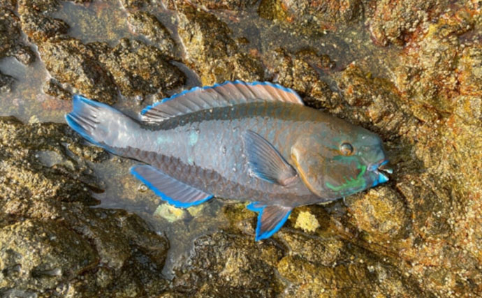要注意！＜食べると危険なサカナたち＞　魚が持つ毒にはどんなものがある？