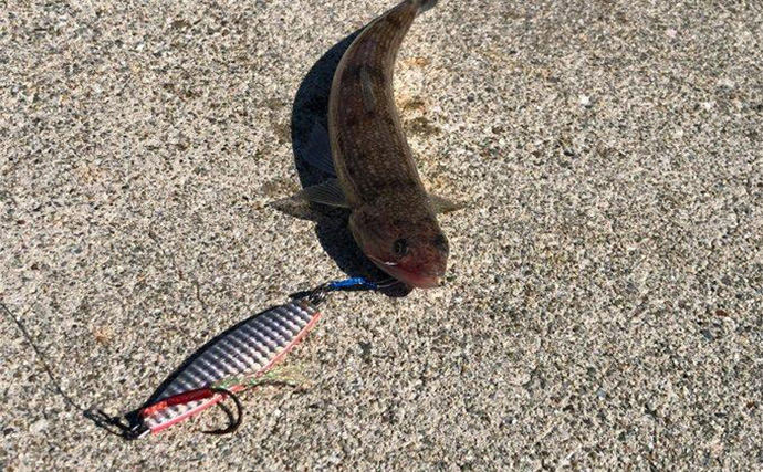 陸っぱりヒラメゲームで「60cmランカー級マゴチ」がヒット！ 本命不発もゲスト連発