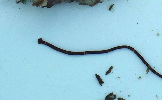 牡蠣は美味しいだけじゃない？　カキ殻に棲みつく様々な海の生き物たちを紹介