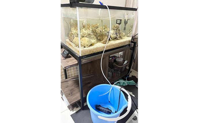 初めての【海水魚の自宅飼育】徹底解説　4つのステップとおすすめの魚とは？