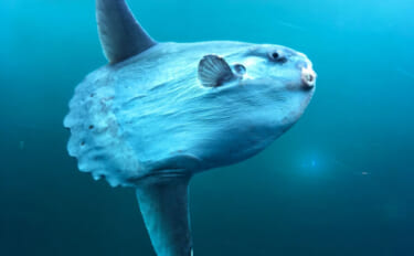 のんびり海を漂うユニークな巨大魚＜マンボウ＞　実はとても美味しい魚だっ…