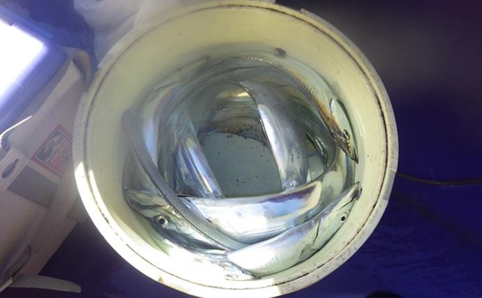 東京湾の天秤タチウオ釣りで16匹【川崎・つり幸】 細かなシャクリに好反応