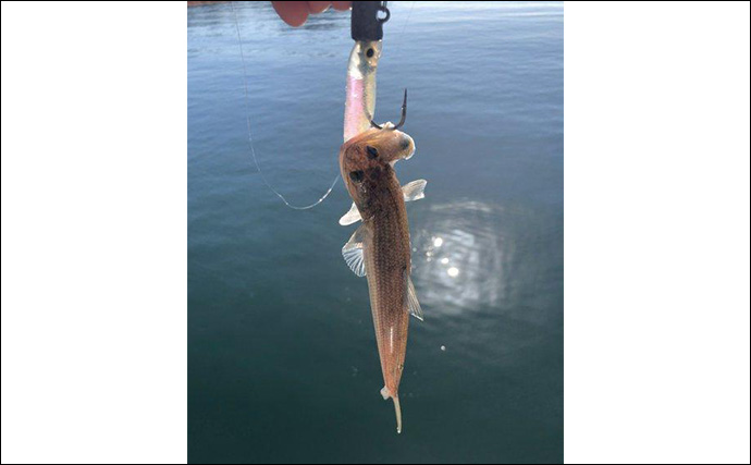 陸っぱりから秋のヒラメを追う！ クロダイ・マゴチ・キジハタと多彩ゲストと対面