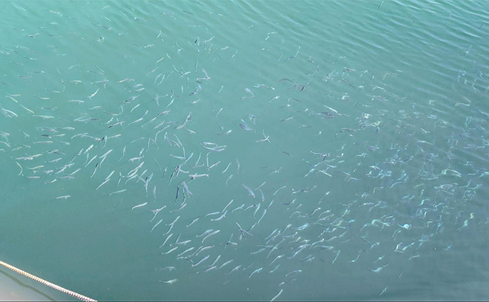 堤防サビキ釣りでマイワシが入れ食い！【宮城・女川】サイズは20cm級と良型