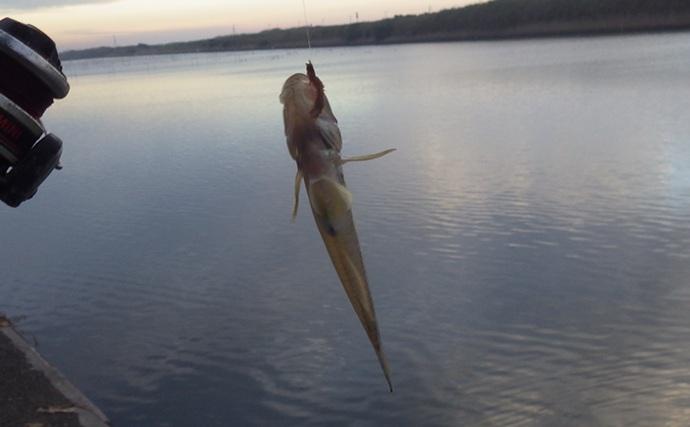 落ちハゼ釣りで13cm頭にマハゼ9匹をキャッチ【千葉】釣れれば良型率高め
