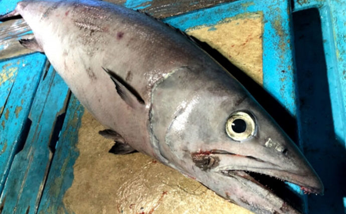 要注意！＜食べると危険なサカナたち＞　魚が持つ毒にはどんなものがある？