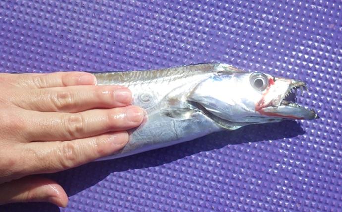 東京湾の天秤タチウオ釣りで16匹【川崎・つり幸】 細かなシャクリに好反応