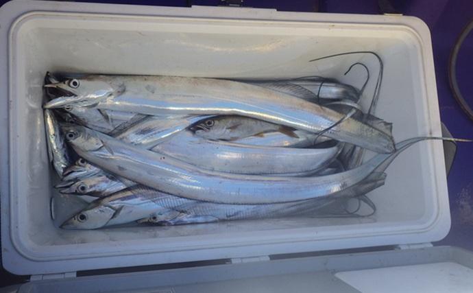 東京湾の天秤タチウオ釣りで16匹【川崎・つり幸】 細かなシャクリに好反応