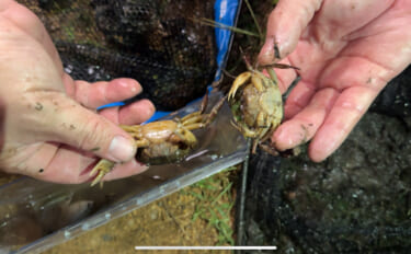 「美味しいカニは海にいる」は間違い？　川や田んぼにいるカニが実は美味だ…