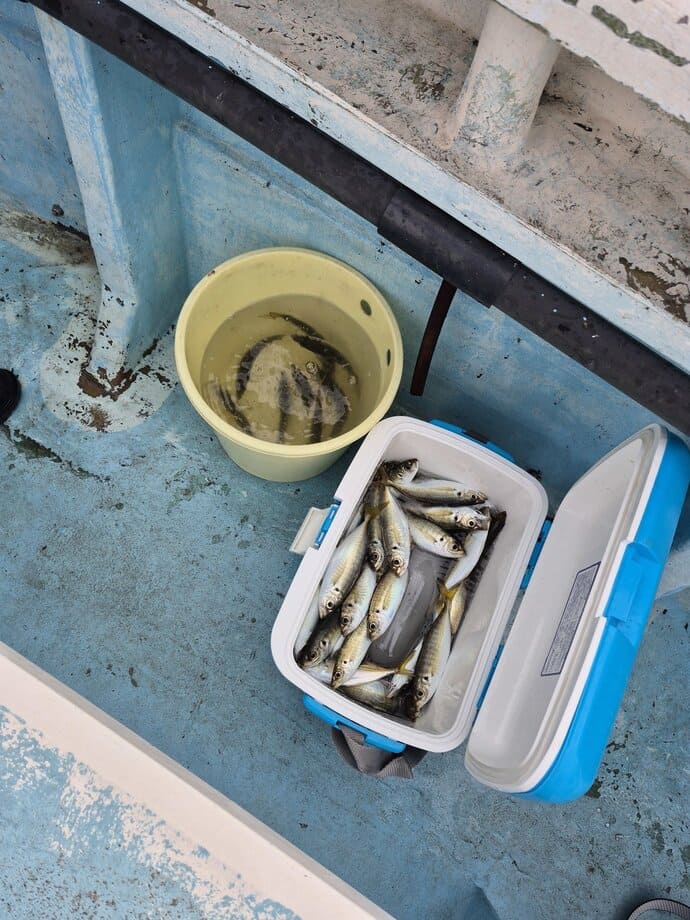 秋の釣りが各地で本格化！＜メジナ・シーバス・クロダイ＞好釣果が続出【全国の釣果速報6選】