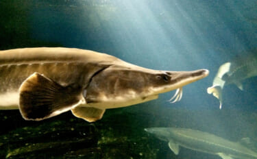 チョウザメはキャビアだけじゃなかった？　刺身は旨味十分で美容にも良し！