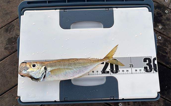 堤防サビキ釣りで25cm頭にアジ40匹手中！【福島】ぶっこみサビキで入れ食い満喫