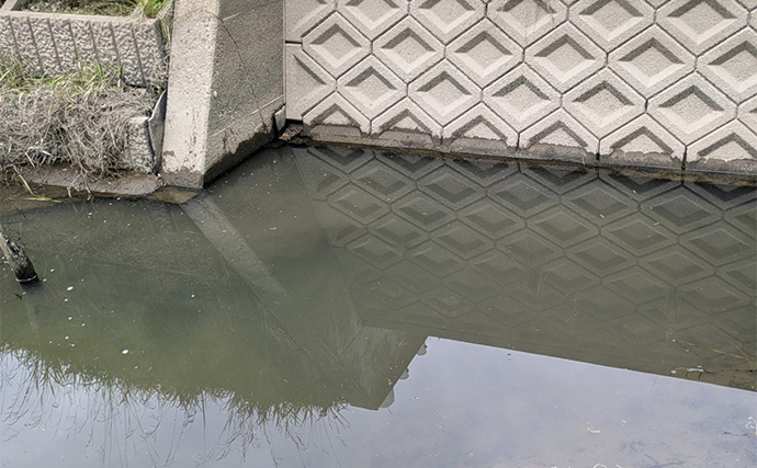 減水水路のタナゴ釣りで50匹超え達成【京都】 岸際の浅場を極小仕掛けで攻略