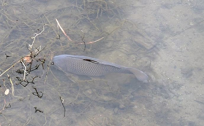 減水水路のタナゴ釣りで50匹超え達成【京都】 岸際の浅場を極小仕掛けで攻略