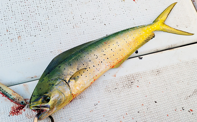 マハタジギングでまさかのシイラがヒット【三重】季節外れの連発の不思議