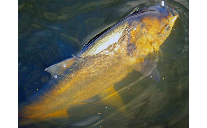 荒川ハクレン釣りで92cm頭に良型2尾手中！【埼玉】 高活性のボラにはお手上げ？