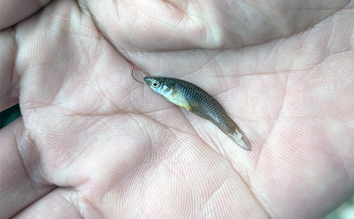 減水水路のタナゴ釣りで50匹超え達成【京都】 岸際の浅場を極小仕掛けで攻略