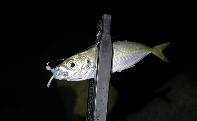 アジングからメバリングへの切り替え時期はいつ？　海水温から考えてみる