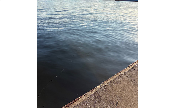 陸っぱりメバリングで60cm級シーバスがヒット【大阪・泉大津】メバルにはまだ水温高めか