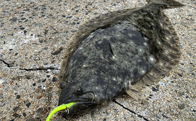 「捨てるのは勿体ない！」 美味魚で知られるヒラメは皮の唐揚げがめちゃくちゃ美味しい