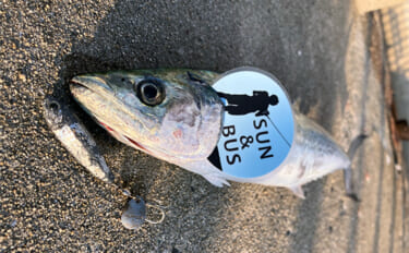 「釣れた翌日は釣れない？」サゴシ爆釣の知らせでショアジギ釣行するも本命…