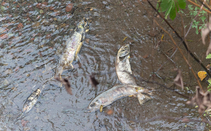 野生の＜シロザケ＞を求めて北海道へ　道東の自然河川で観察したサケの最後の瞬間