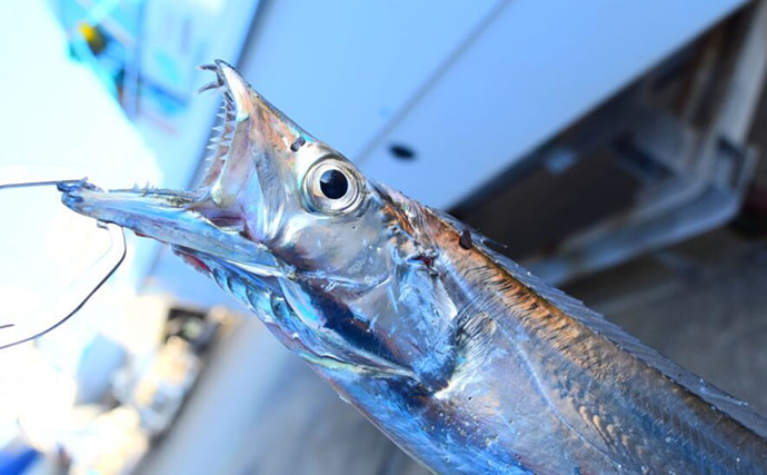 魚に噛まれたら「痛い」だけではない？　様々な形状を持つ魚たちの【歯】事情