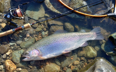 天竜川ルアーフライテンカラ専用区のルアー釣りで57cm超え含む大型ニジ…