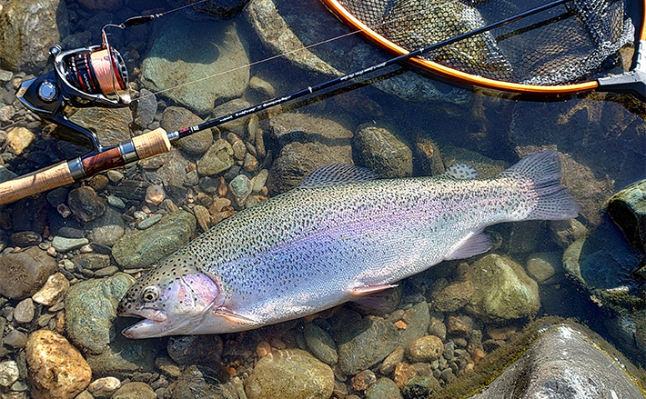 天竜川ルアーフライテンカラ専用区のルアー釣りで57cm超え含む大型