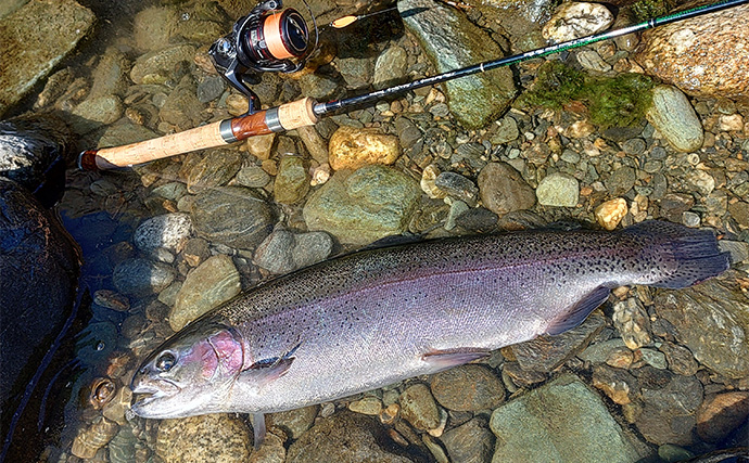 天竜川ルアーフライテンカラ専用区のルアー釣りで57cm超え含む大型ニジマス連発！【静岡】