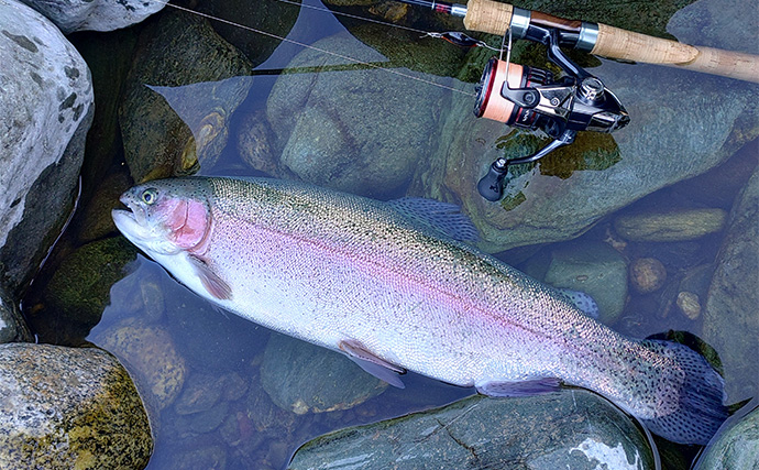 天竜川ルアーフライテンカラ専用区のルアー釣りで57cm超え含む大型ニジマス連発！【静岡】