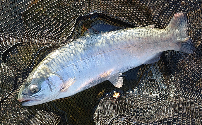 天竜川ルアーフライテンカラ専用区のルアー釣りで57cm超え含む大型ニジマス連発！【静岡】