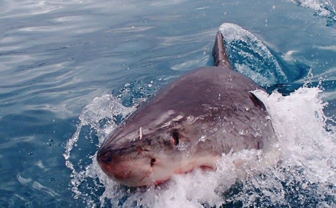 「サメは怖い」の先入観は間違い？　ユニークで全然サメっぽくないサメたちの世界