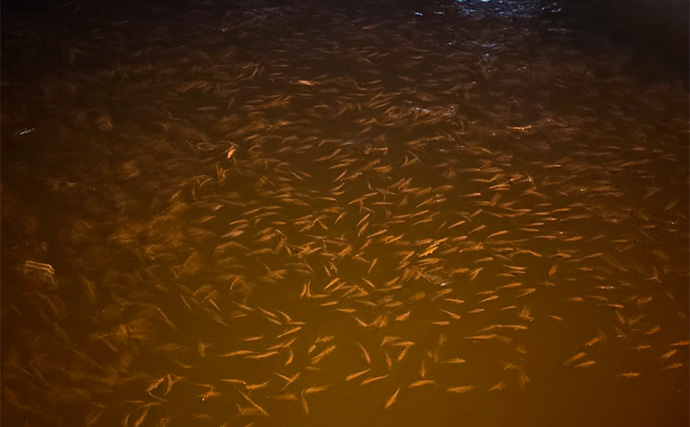 アジとメバルの「プランクトンパターン」を理解しよう　発生の条件とは？